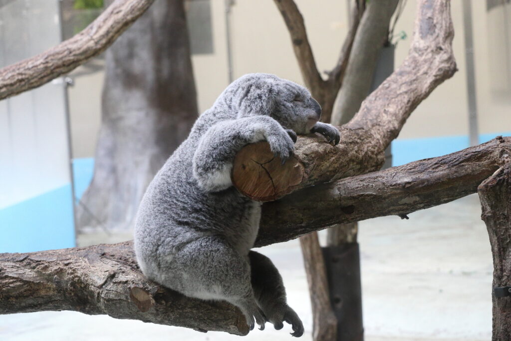 多摩動物公園のコアラ1
