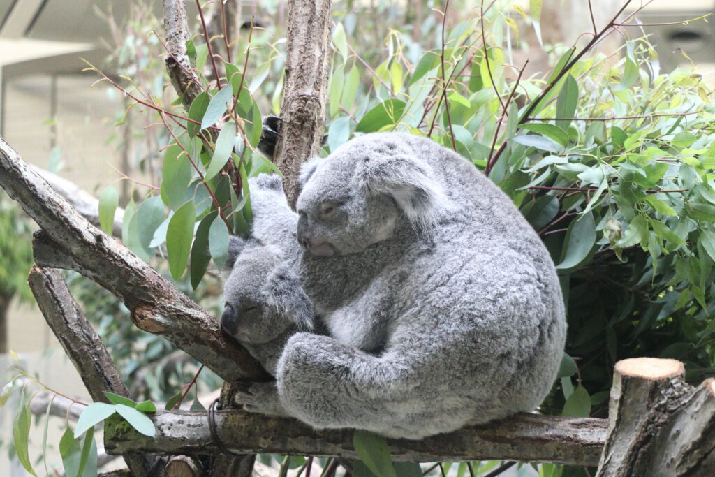 多摩動物公園のコアラ2
