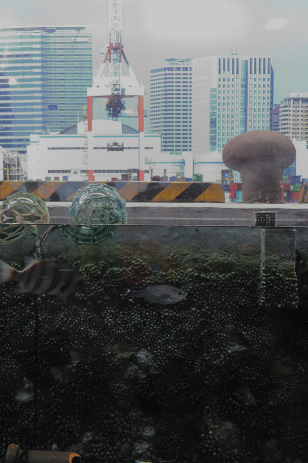 しながわ水族館の東京湾エリアの水槽